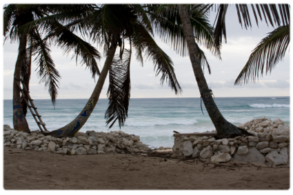 Tulum Beaches palm trees